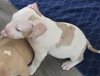 Willow, a female American Bully for sale in Davenport, FL – 3 of 3