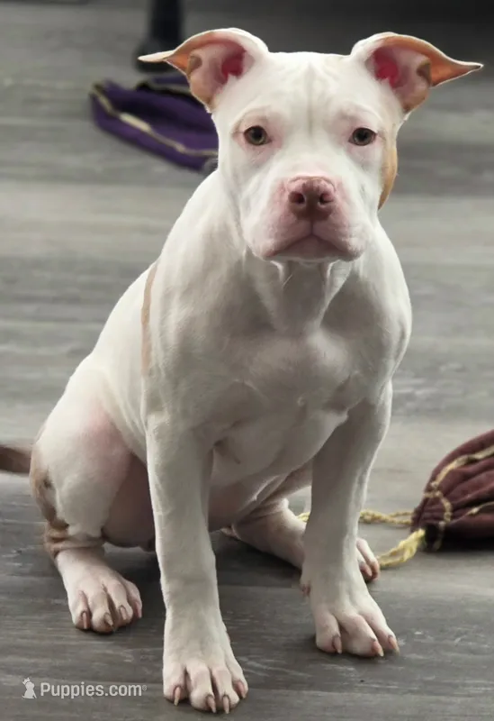 Willow Female | “The Balanced Girl” – American Bully puppy for sale in Davenport, FL