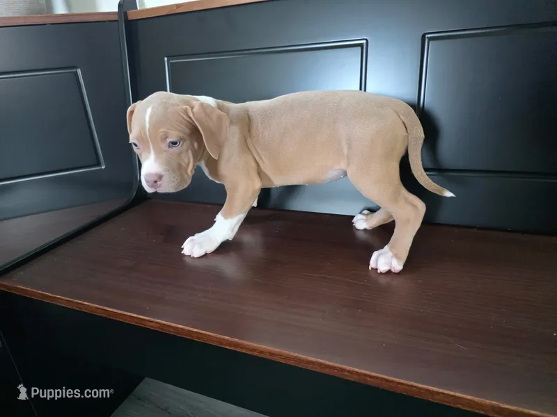 Faith – American Bully puppy for sale in Davenport, FL