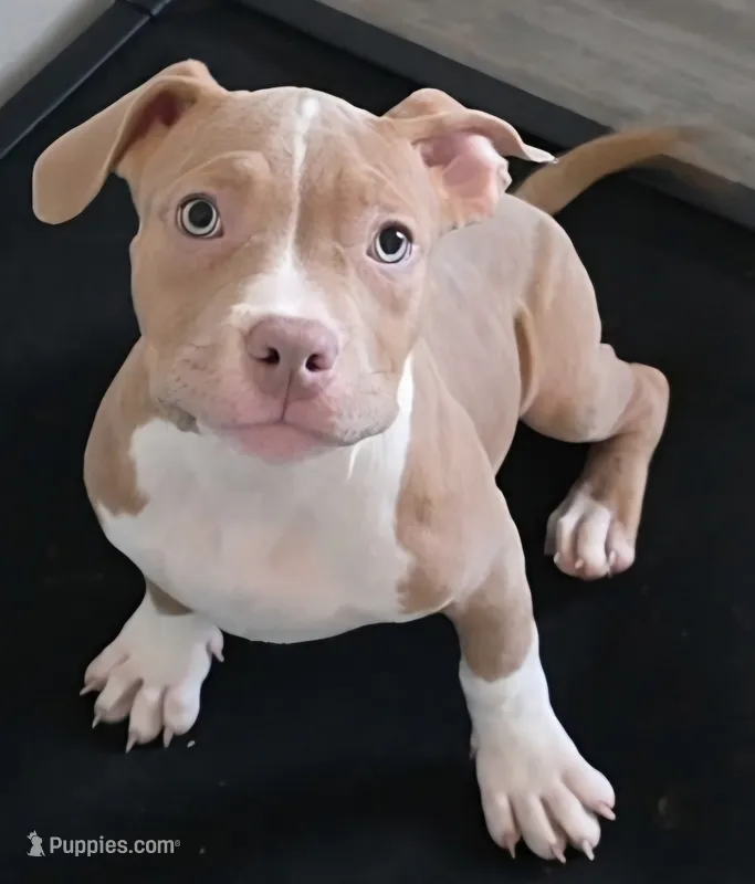 Faith – American Bully puppy for sale in Davenport, FL