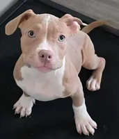 Faith Female | “The Playful Sweetheart”, a female American Bully for sale in Davenport, FL – 1 of 2