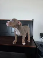 Chewie, a male American Bully for sale in Davenport, FL – 4 of 4