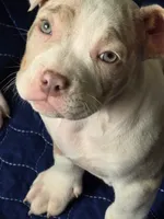 Storm, a female American Bully for sale in Davenport, FL – 3 of 4