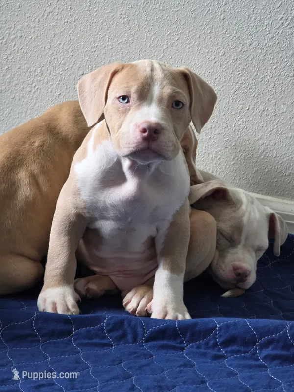Judah – American Bully puppy for sale in Davenport, FL