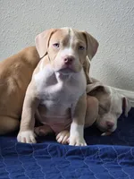 Judah, a male American Bully for sale in Davenport, FL – 1 of 4