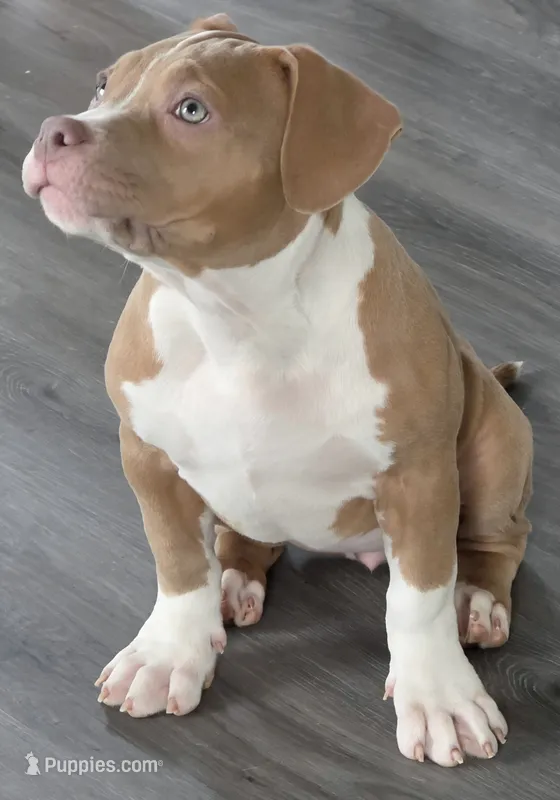Faith Female | “The Playful Sweetheart” – American Bully puppy for sale in Davenport, FL