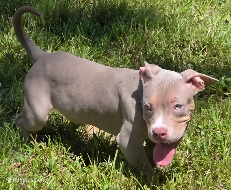 Chewie Male | “The Calm One” – American Bully puppy for sale in Davenport, FL