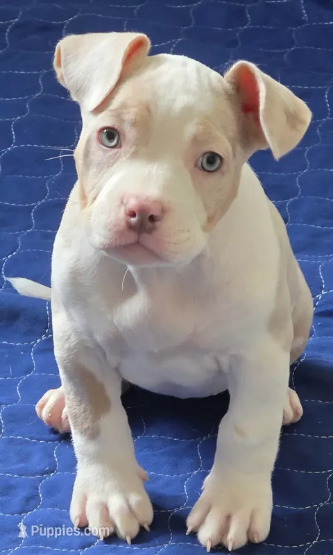 Storm – American Bully puppy for sale in Davenport, FL