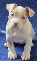 Storm  Female | “The Affection Seeker”, a female American Bully for sale in Davenport, FL – 1 of 5
