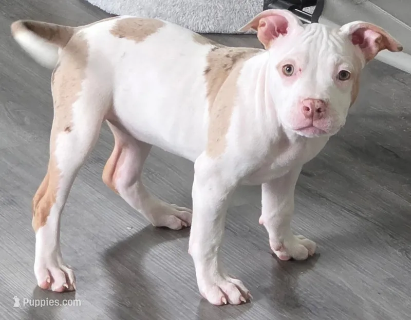 Willow – American Bully puppy for sale in Davenport, FL