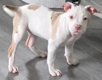 Willow Female | “The Balanced Girl”, a female American Bully for sale in Davenport, FL – 1 of 3