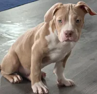 Judah  Male | “The Cuddler”, a male American Bully for sale in Davenport, FL – 1 of 5