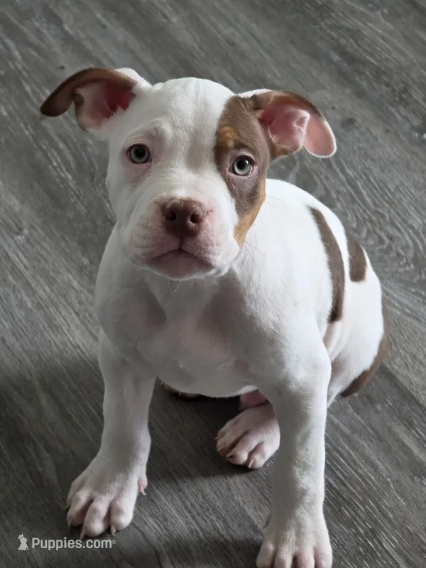 Samson – American Bully puppy for sale in Davenport, FL