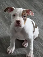 Samson, a male American Bully for sale in Davenport, FL – 1 of 3