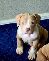 Judah, a male American Bully for sale in Davenport, FL – 2 of 4