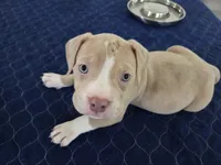 Judah, a male American Bully for sale in Davenport, FL – 4 of 4