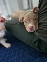 Chewie, a male American Bully for sale in Davenport, FL – 2 of 4