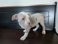 Nova, a female American Bully for sale in Davenport, FL – 3 of 3