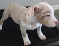 Storm  Female | “The Affection Seeker”, a female American Bully for sale in Davenport, FL – 2 of 5