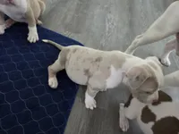 Nova, a female American Bully for sale in Davenport, FL – 2 of 3