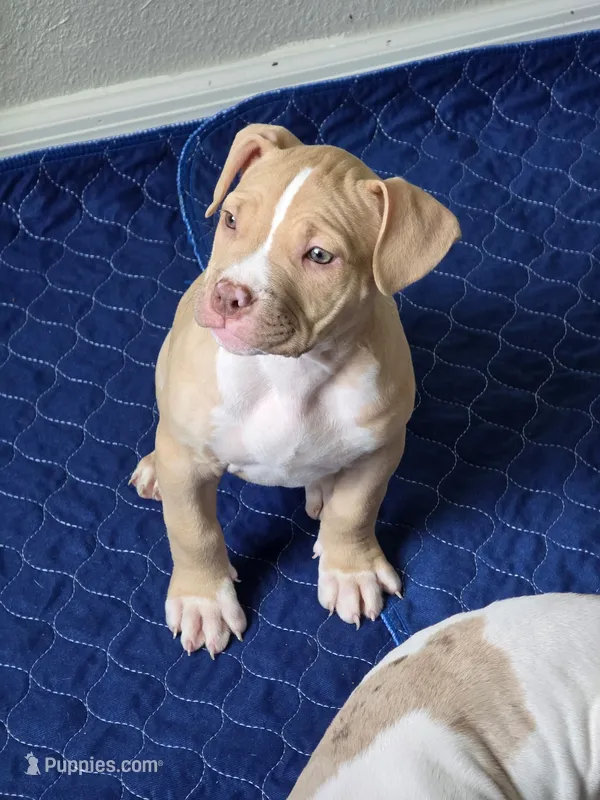 Faith – American Bully puppy for sale in Davenport, FL