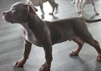 Chewie Male | “The Calm One”, a male American Bully for sale in Davenport, FL – 2 of 5