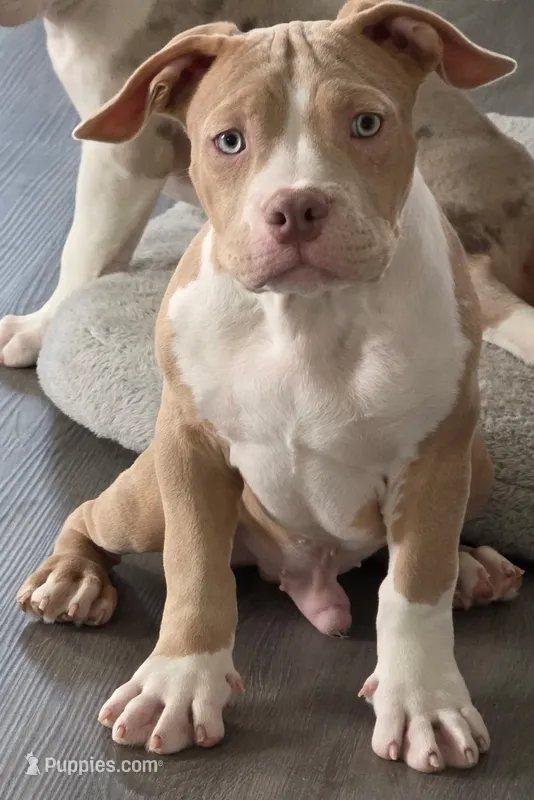 Judah  Male | “The Cuddler” – American Bully puppy for sale in Davenport, FL