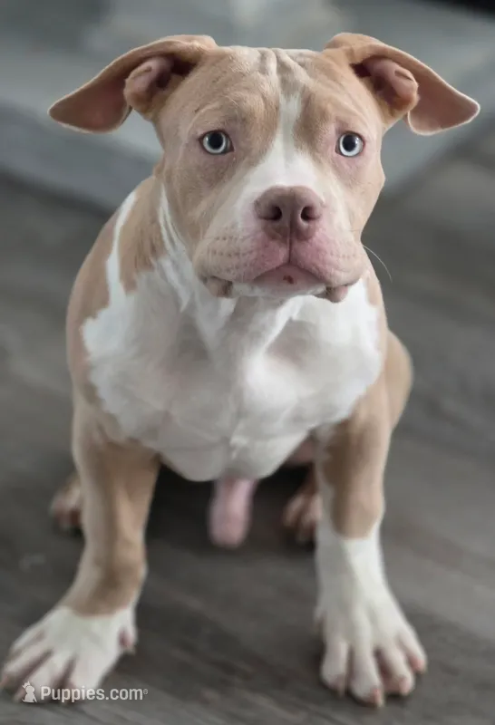 Judah  Male | “The Cuddler” – American Bully puppy for sale in Davenport, FL