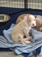 Storm, a female American Bully for sale in Davenport, FL – 2 of 4