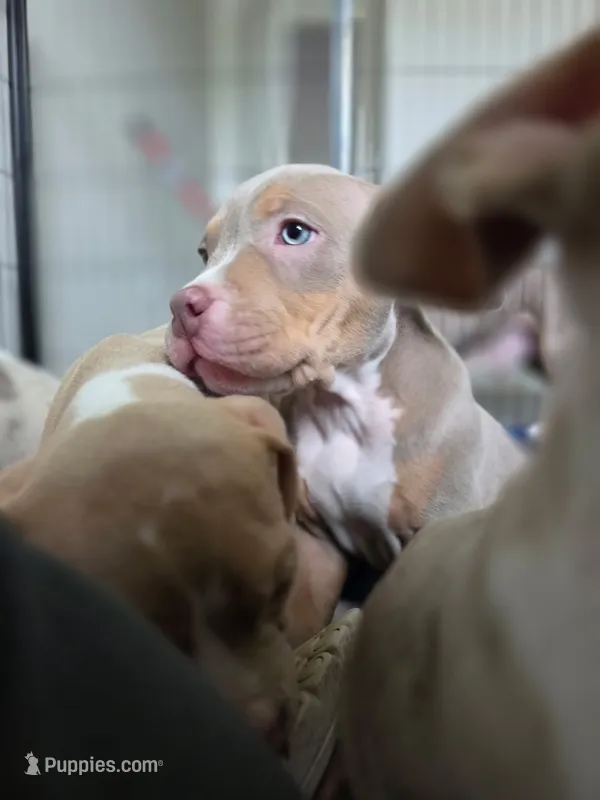 Chewie – American Bully puppy for sale in Davenport, FL
