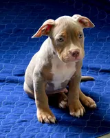 Chewie, a male American Bully for sale in Davenport, FL – 3 of 4