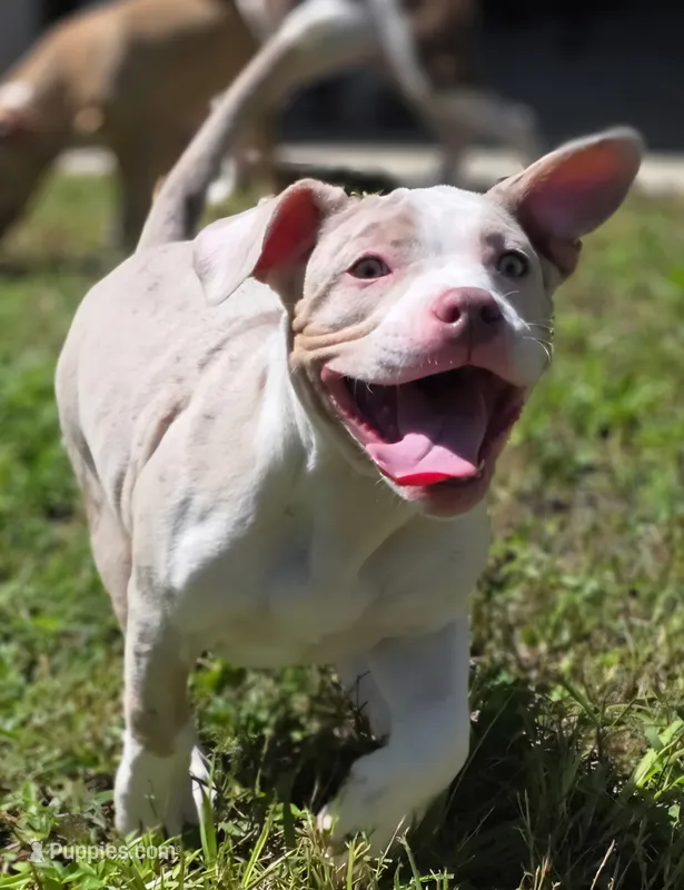 Storm  Female | “The Affection Seeker” – American Bully puppy for sale in Davenport, FL