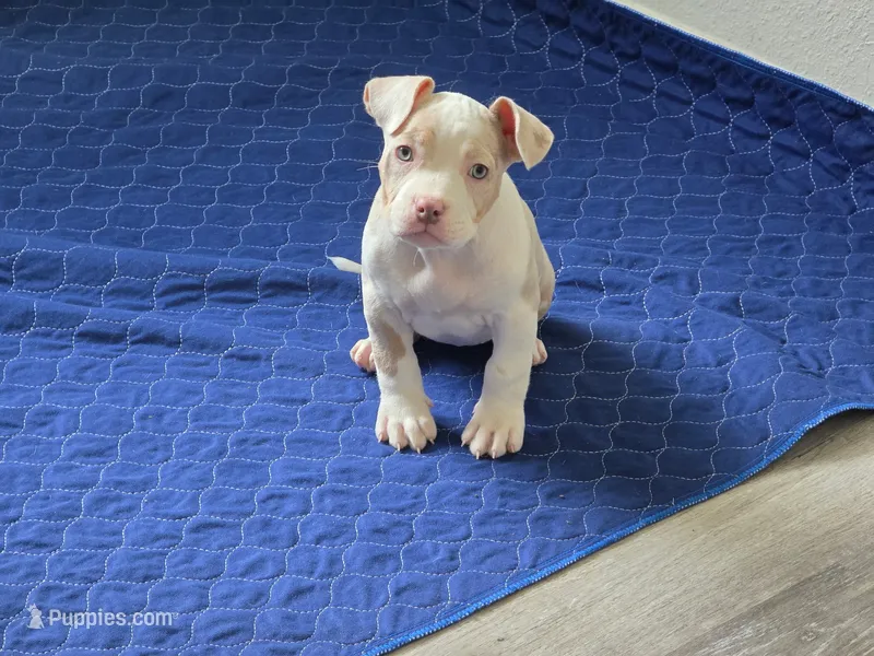 Storm – American Bully puppy for sale in Davenport, FL