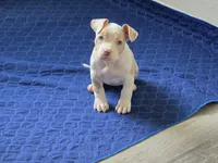 Storm, a female American Bully for sale in Davenport, FL – 1 of 4