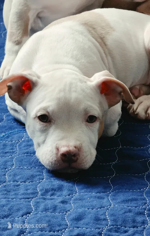 Willow – American Bully puppy for sale in Davenport, FL