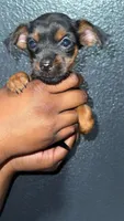 Puppy, a female Chihuahua and Yorkshire Terrier for sale in Moreno Valley, CA – 3 of 4