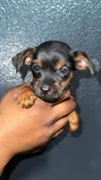 Puppy, a female Chihuahua and Yorkshire Terrier for sale in Moreno Valley, CA – 2 of 4