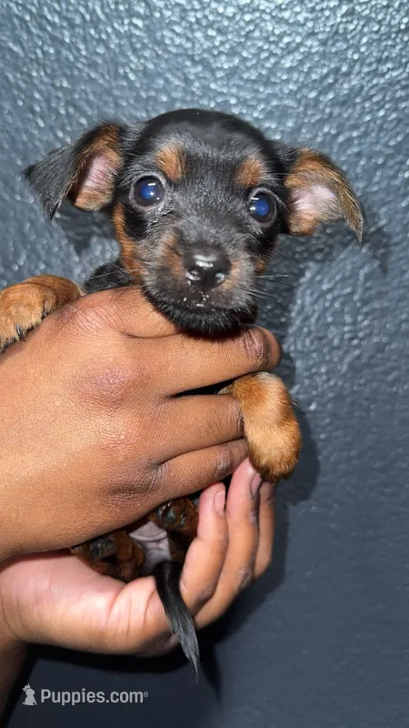 Puppy – Chihuahua, Yorkshire Terrier puppy for sale in Moreno Valley, CA