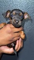 Puppy, a female Chihuahua and Yorkshire Terrier for sale in Moreno Valley, CA – 1 of 4