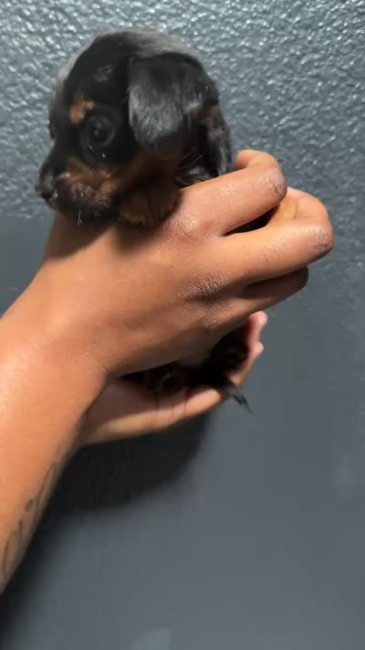 Puppy, a female Chihuahua and Yorkshire Terrier for sale in Moreno Valley, CA – 4 of 4