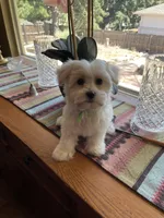 Ms. Purple, a female Havamalt for sale in Arvada, CO – Photo 3 of 6