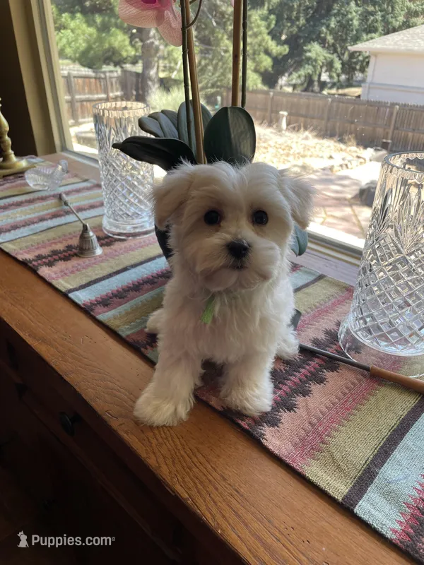 Ms. Purple – Havamalt puppy for sale in Arvada, CO