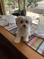 Ms. Purple, a female Havamalt for sale in Arvada, CO – Photo 2 of 6