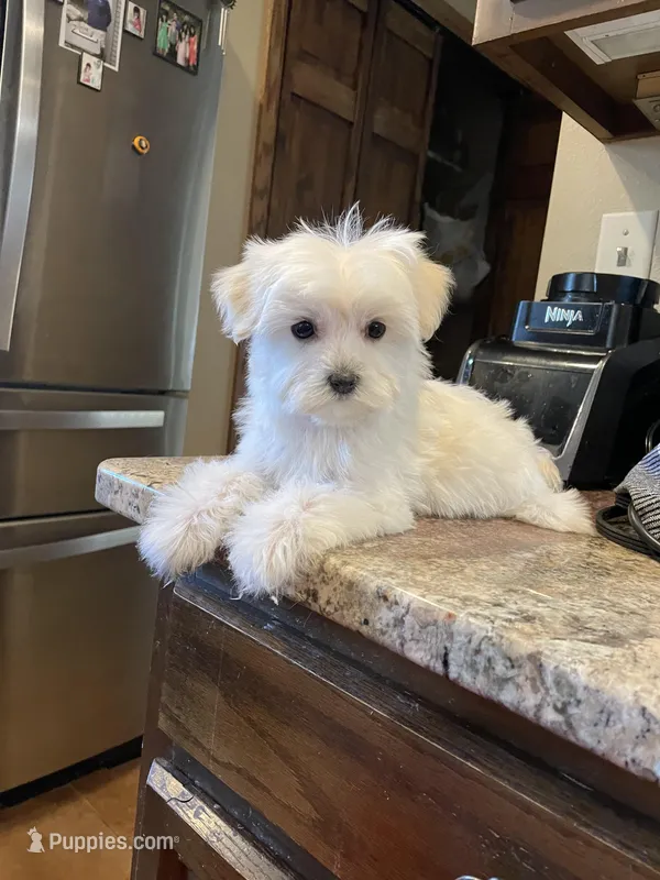 Miss Purple – Havamalt puppy for sale in Arvada, CO
