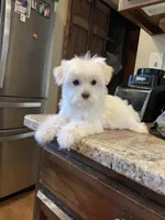 Ms. Purple, a female Havamalt for sale in Arvada, CO – Photo 6 of 6