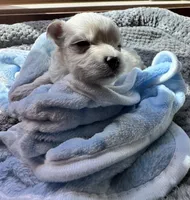 Mr. Blue, a male Havamalt for sale in Arvada, CO – 5 of 8