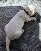 Mr. Black, a male Havamalt for sale in Arvada, CO – 9 of 9
