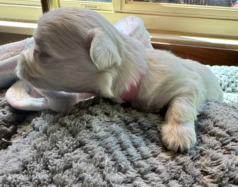 Miss Pink – Havamalt puppy for sale in Arvada, CO