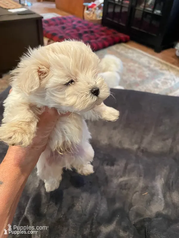Mr. Blue – Havamalt puppy for sale in Arvada, CO