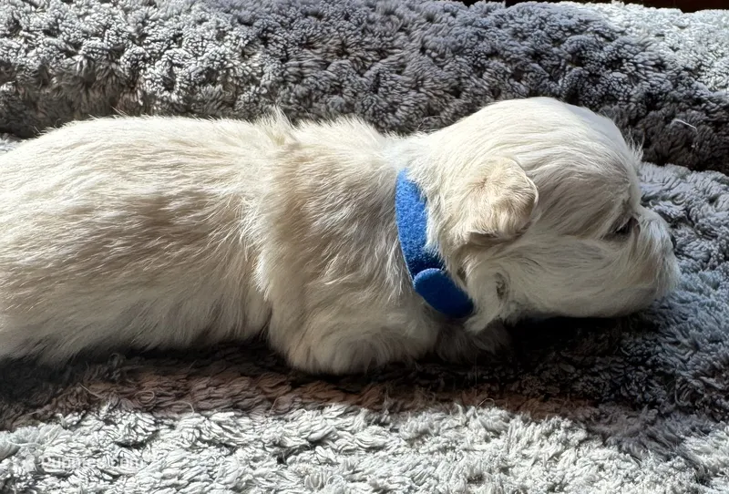 Mr. Blue – Havamalt puppy for sale in Arvada, CO